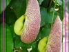 aristolochia-literalis_cadre-2_0.jpg