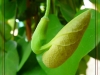 aristolochia-literalis_cadre-3_0.jpg