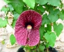 aristolochia-literalis_cadre_0.jpg
