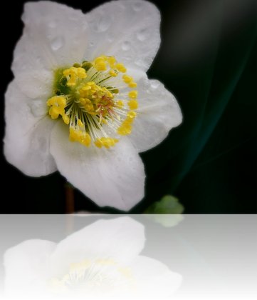 jour-de-pluie_19-2-11.jpg