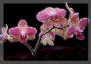 orchidee-900.jpg