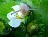 escargot-fraise-2_0.jpg