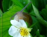 escargot-fraise-3.jpg