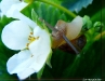 escargot-fraise-4.jpg